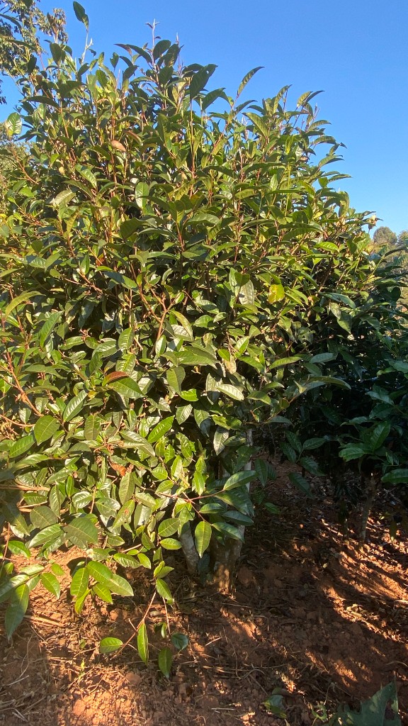 Feuillage dense du jardin