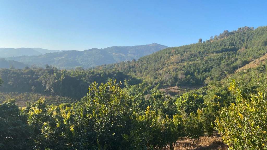 Collines de théiers dans la brume du Yunnan