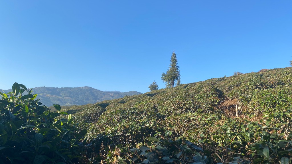 Plantations de thé en terrasses, Yunnan